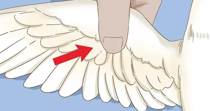 家里养的幼鸟从窝里掉下来怎么办,雏鸟长出羽毛怎么办