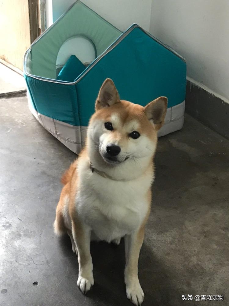 【宠物大学问】狗狗能吃虾吗？