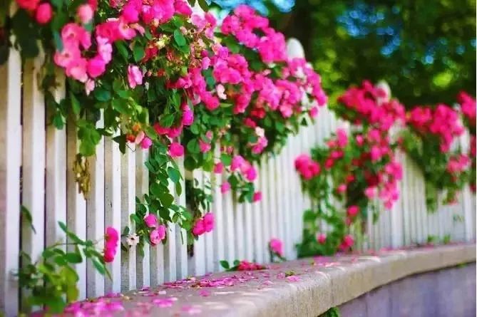 花开时节留住美好的小院时光,在这个春暖花开的浪漫季节里