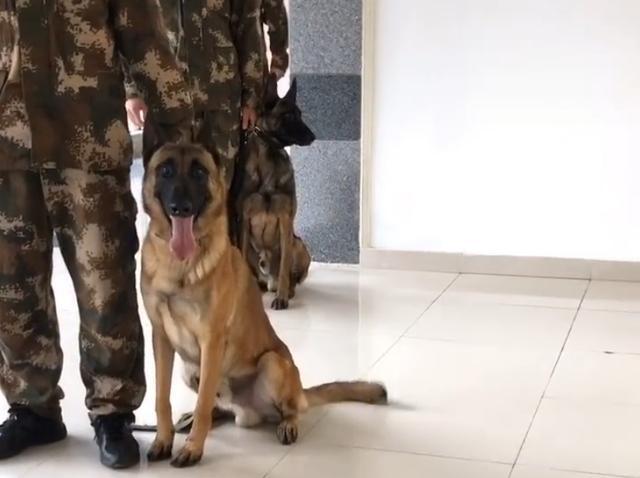 搜救犬打疫苗搞笑视频,搜救犬看医生视频