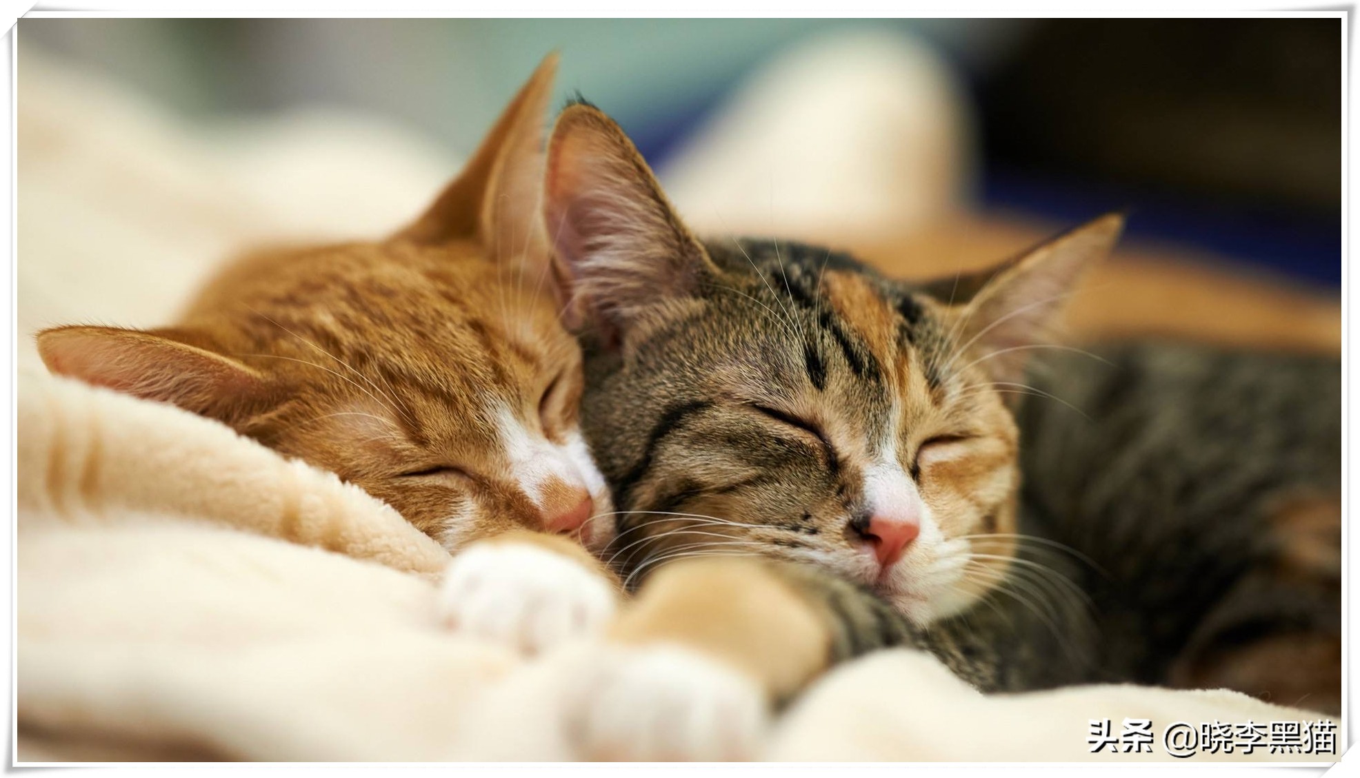 怎样知道你适不适合养猫,怎么判断自己适不适合养猫