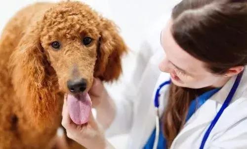 大众好评宠物医院,上海最好宠物医院大众点评