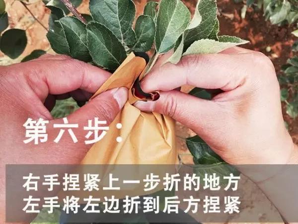 苹果套袋前打什么杀菌药好,苹果套袋的正确方法