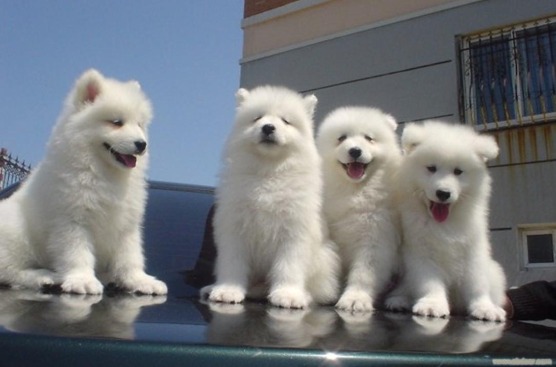 萨摩耶七个月的狗狗拉稀怎么回事,萨摩耶总是拉稀是怎么回事