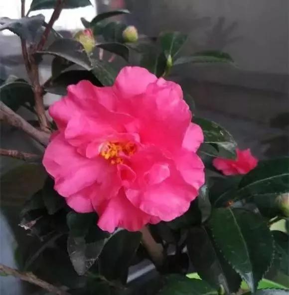 北方盆栽茶梅的种植方法,茶梅耐寒养殖方法和注意事项