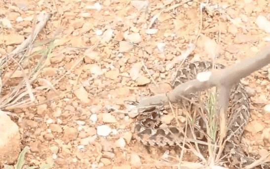 响尾蛇土公蛇谁的毒性更大,土公蛇的毒性多久发作