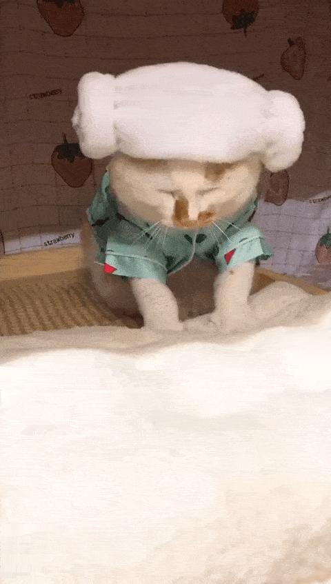 可可爱爱的猫狗,可可爱爱的流浪猫咪