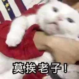 承认吧，全世界都爱说四川话