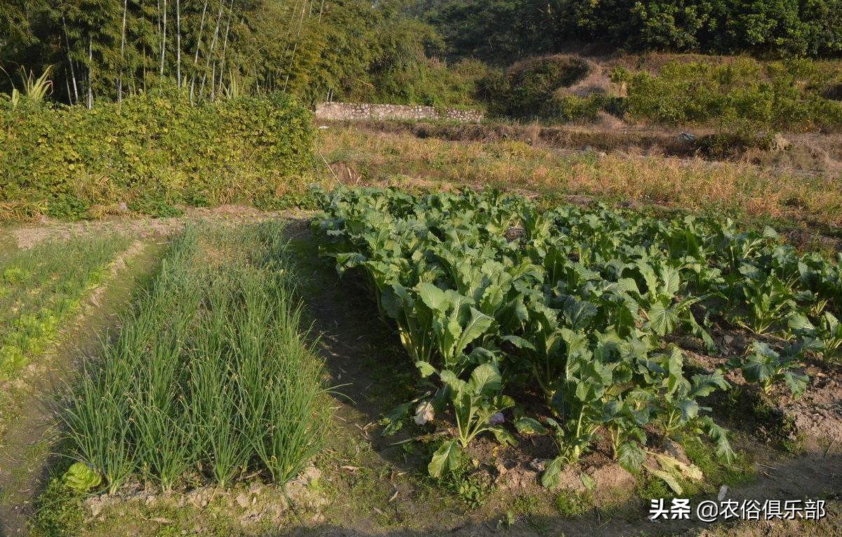 四月十二下雨谚语,四月十二的农谚