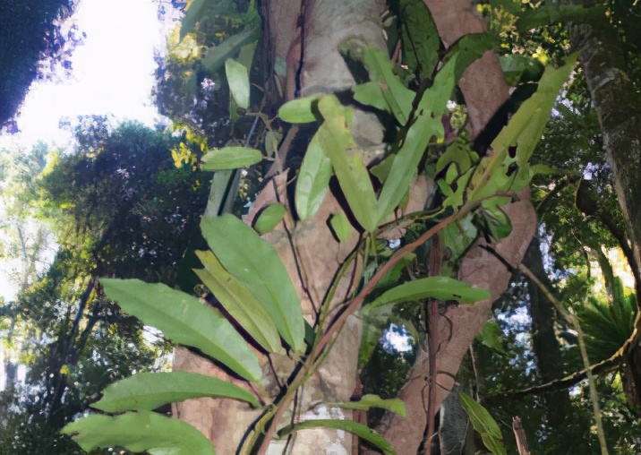 形似叶子的毛毛虫,苔蛾幼虫黑色毛毛虫