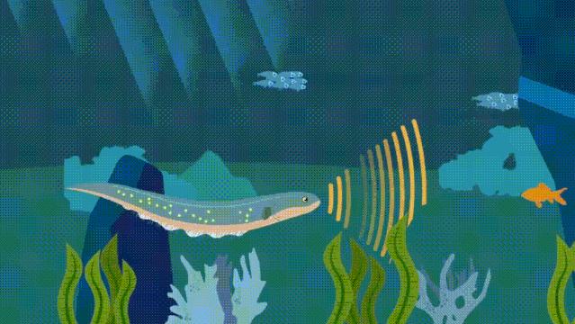 电鳗到底靠什么发电,电鳗自己怎么会发电