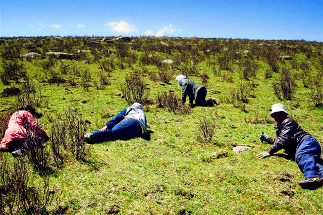 家蚕的养殖方法和注意事项,家蚕怎么培育