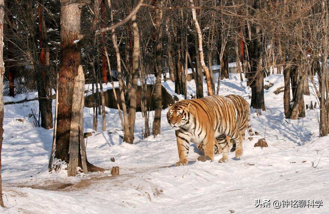 动物园人挑衅狮子,动物园游客挑衅猴子猴子拿石头