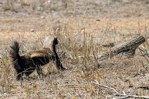 蜜獾被各种天敌捕杀，却没有一种天敌能影响蜜獾的数量，原因在哪