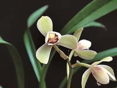 兰花生病怎么治最有效果,兰花病害怎么治愈