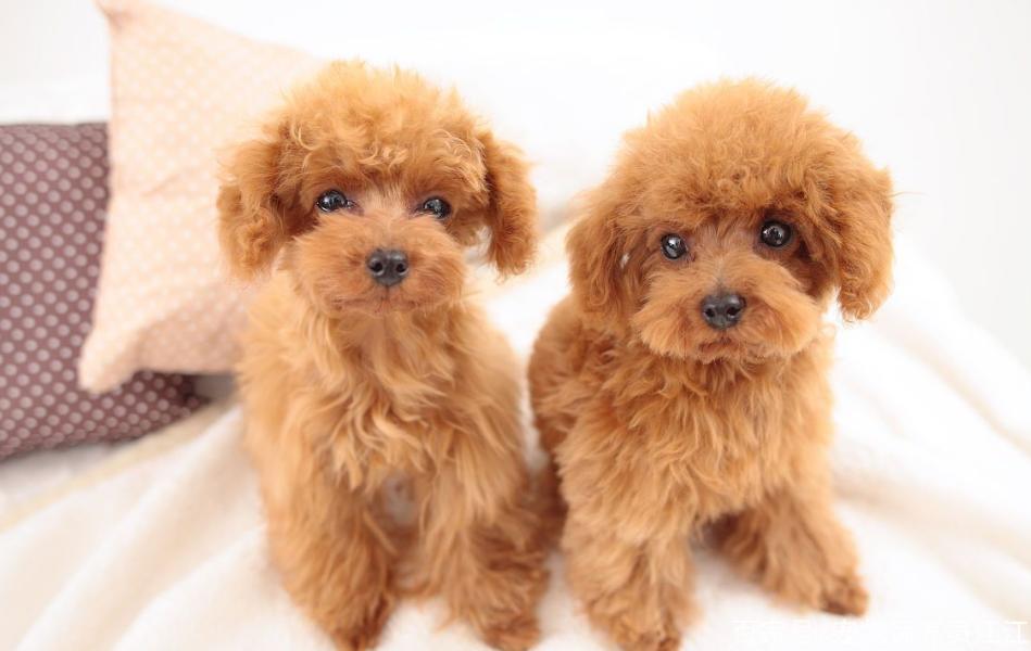 公认最好养的5种狗,目前最受欢迎的狗是什么狗