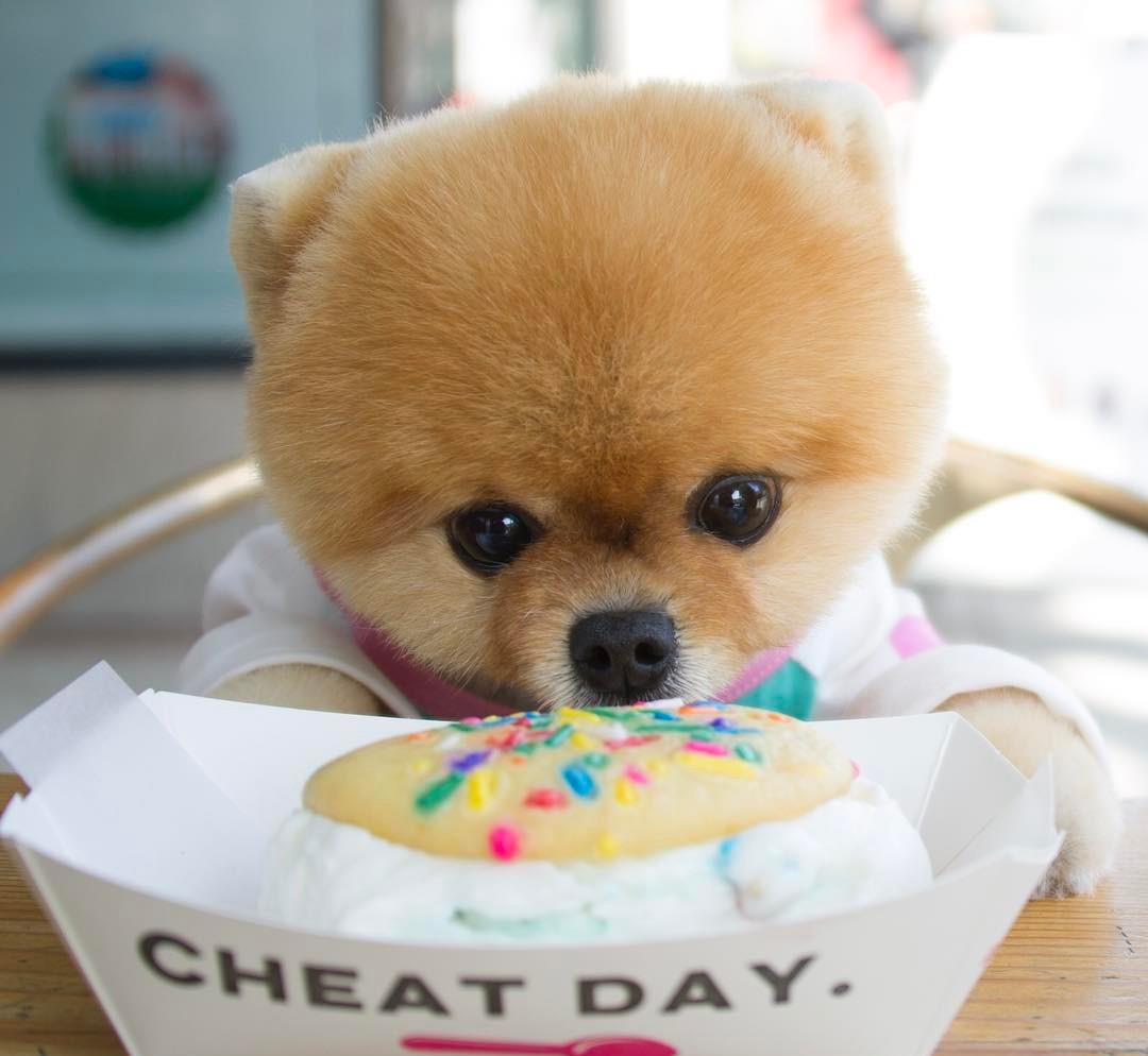 博美太皮太闹腾怎么办,博美粘人的表现有哪些