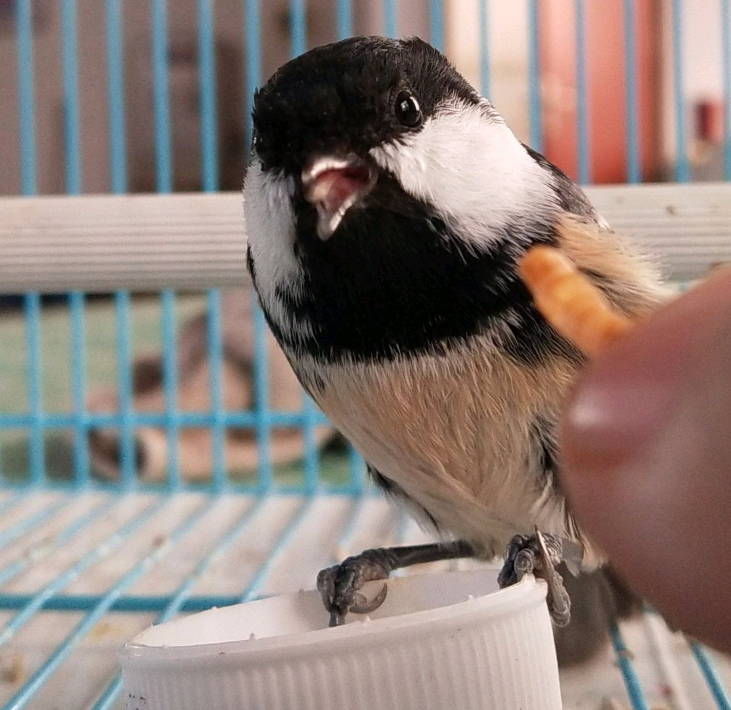 为什么最近养的贝子鸟不易成活,贝子鸟为什么那么难养