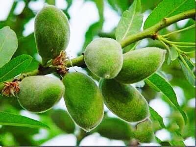 疆果福巴旦木,疆果儿酸奶巴旦木