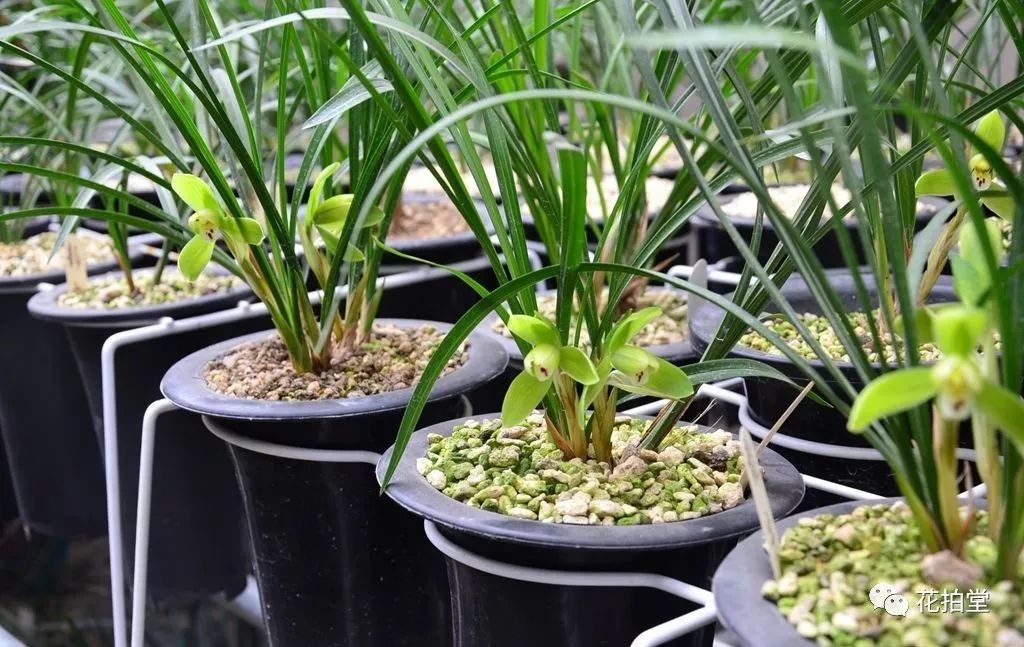 建兰春兰蕙兰墨兰哪种花期长,春兰建兰蕙兰墨兰寒兰哪个品种好