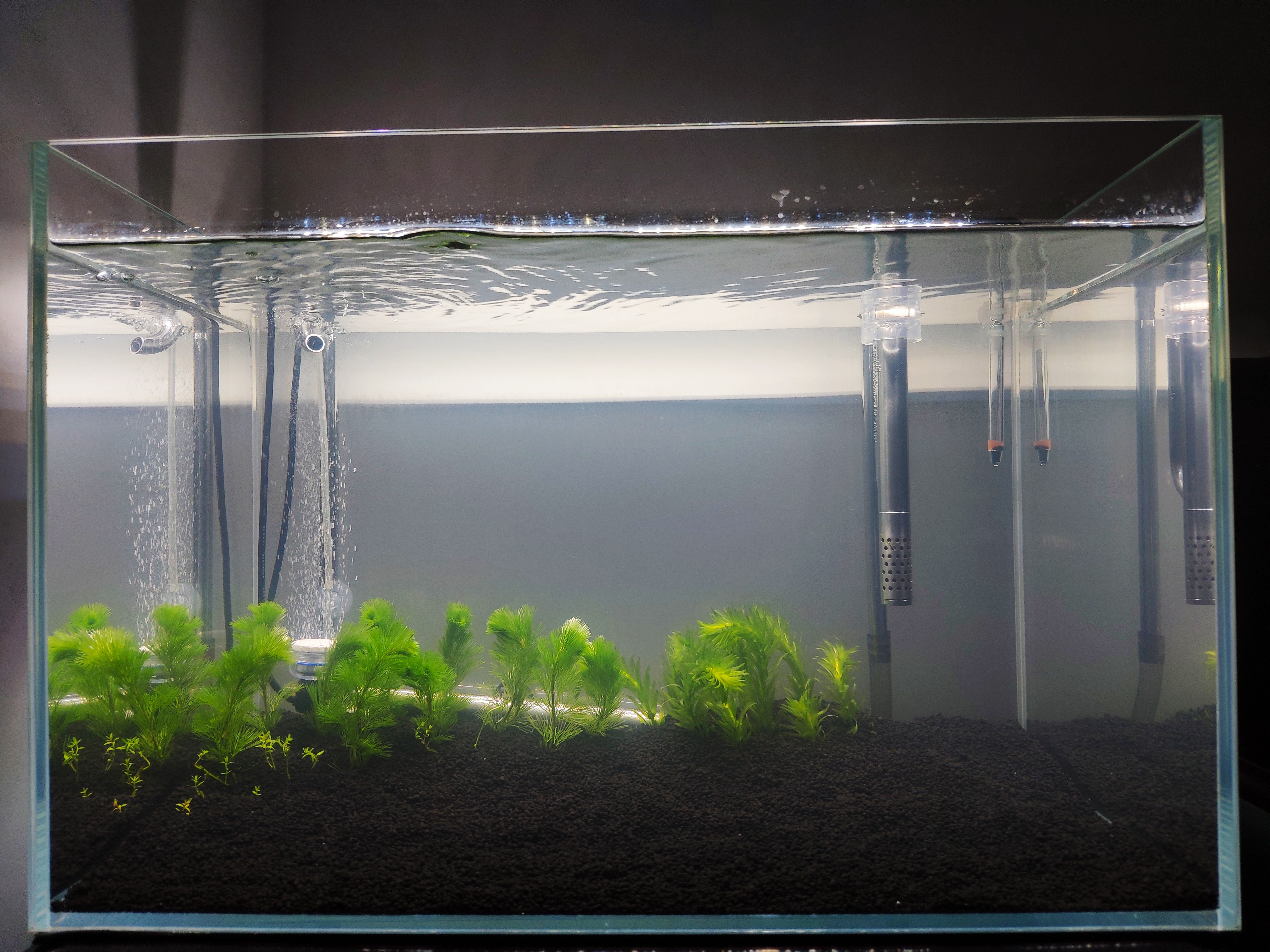 入坑草缸你准备好了吗,草缸入坑观赏鱼