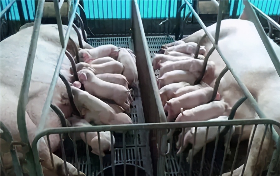 母猪养猪技巧和方法最新,养猪场母猪如何繁育的