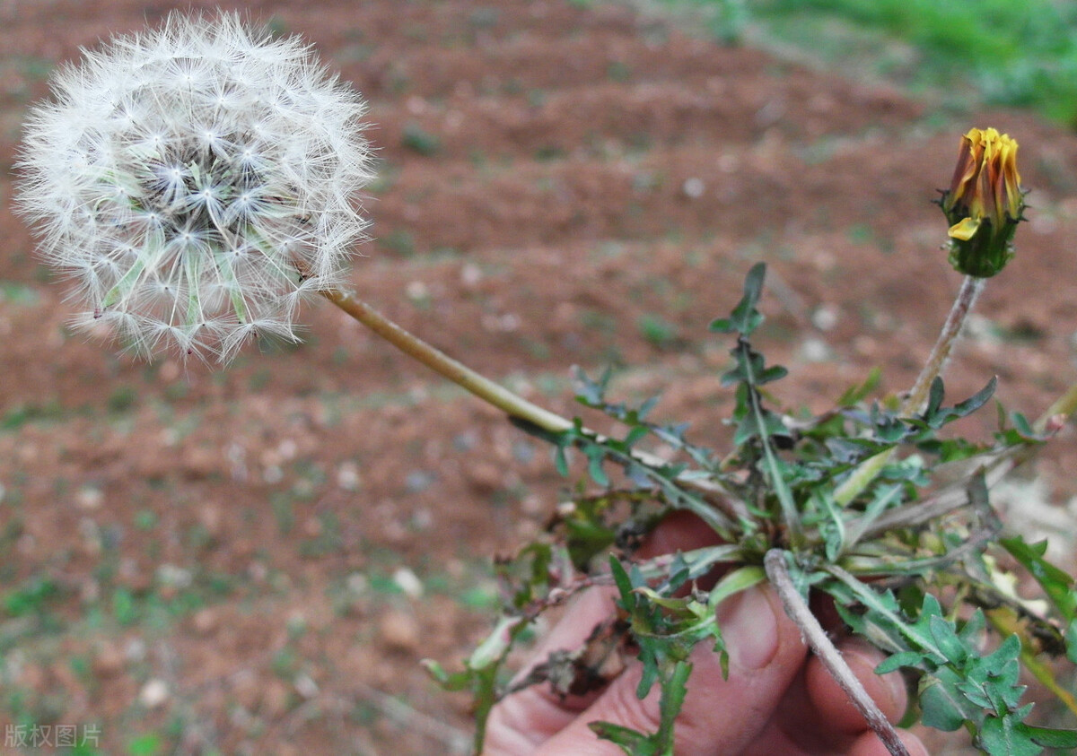 张爱玲最煽情诗句,张爱玲情感语录短视频