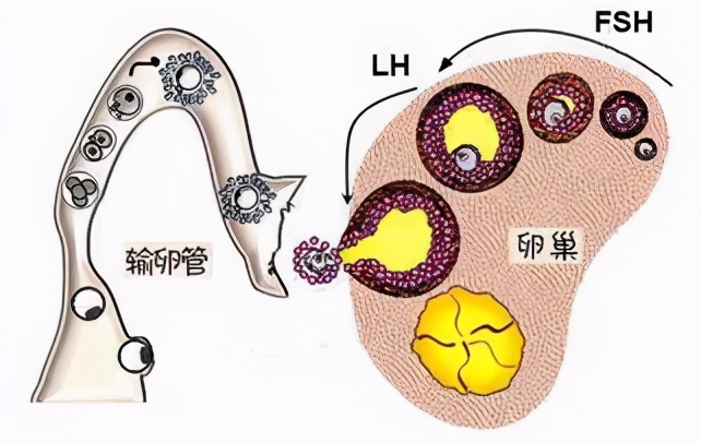 试管移植14天绒毛激素2.3,试管移植前打生长激素有什么作用