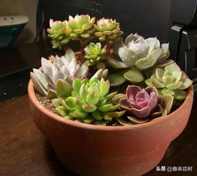 这几种植物越养越值钱,这几种花你养过吗