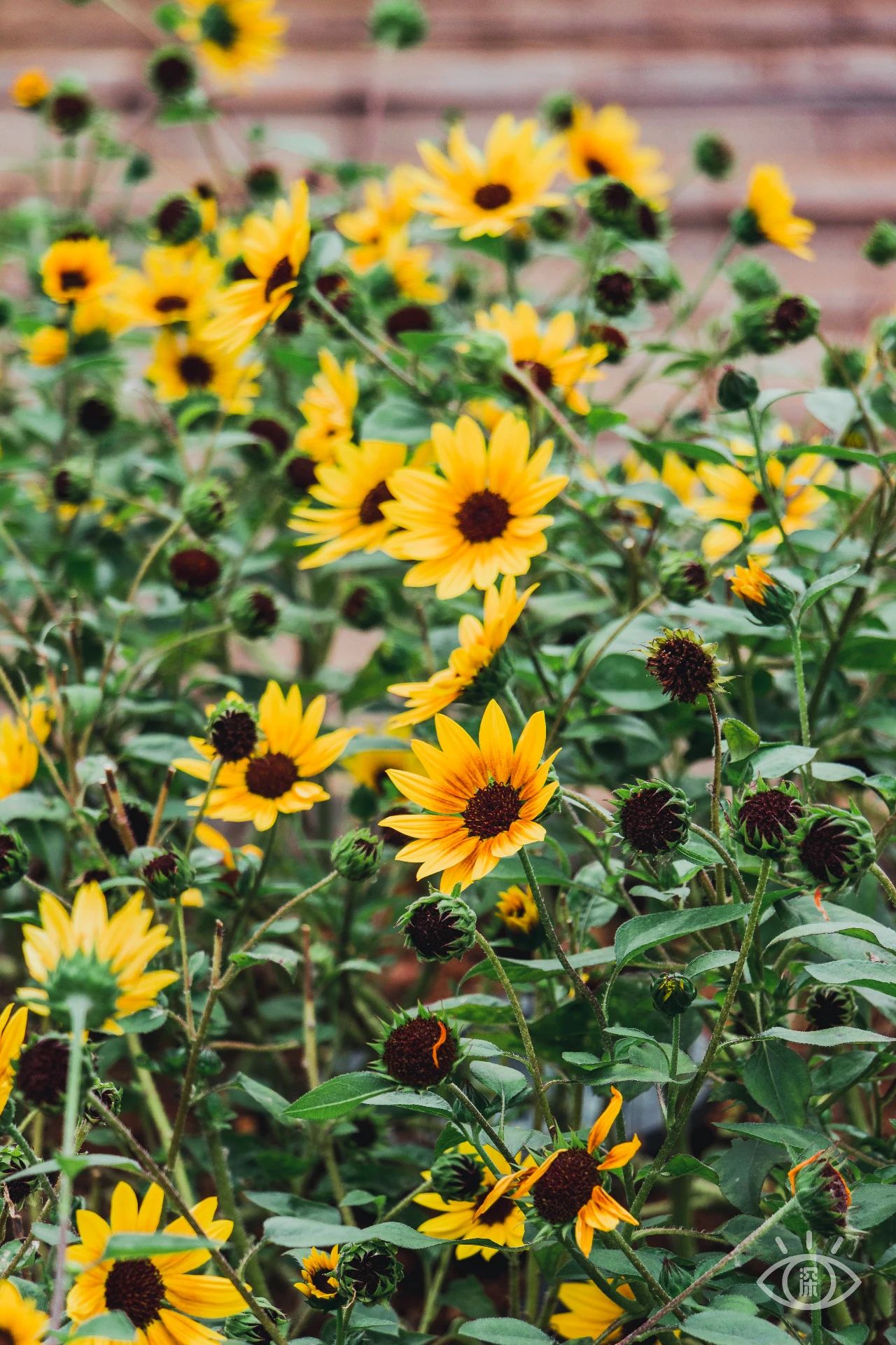 深圳值得逛的古镇,深圳有一条街全是复古的