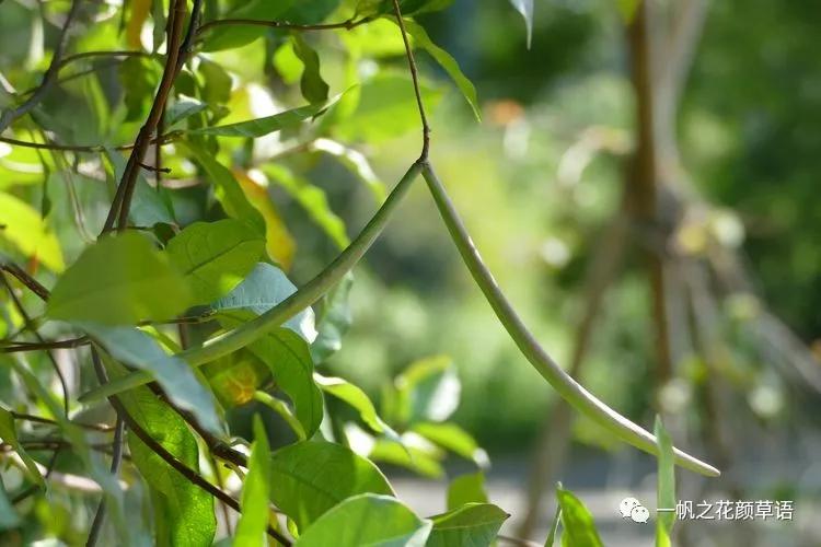 络石（Trachelospermumjasminoides）