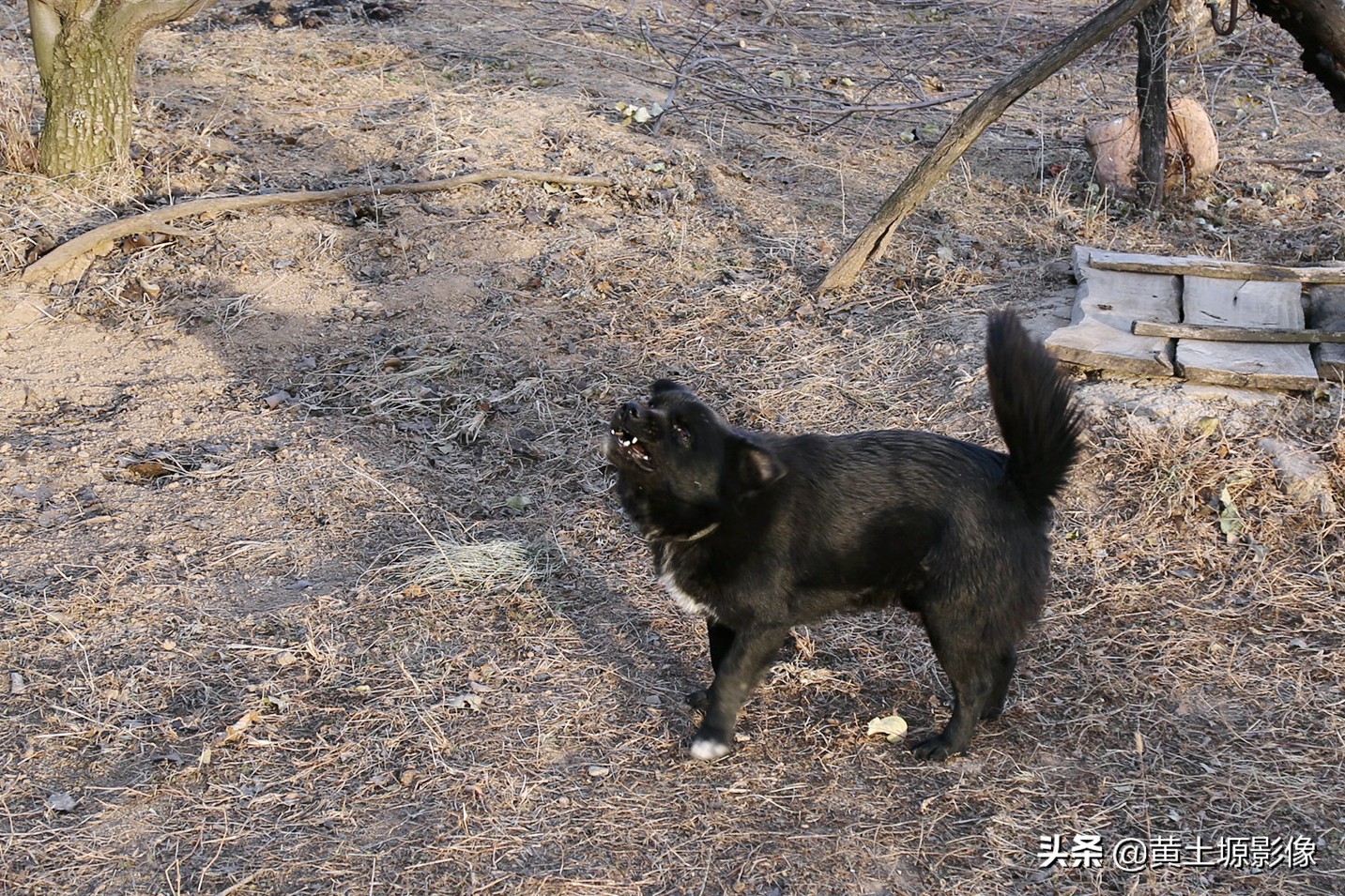 大叔在山上养小型凶猛土狗看家,农村大叔养十几条狗