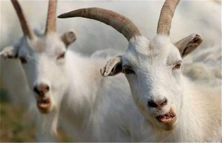 属羊的孩子命不好啊,属羊的宝宝运势