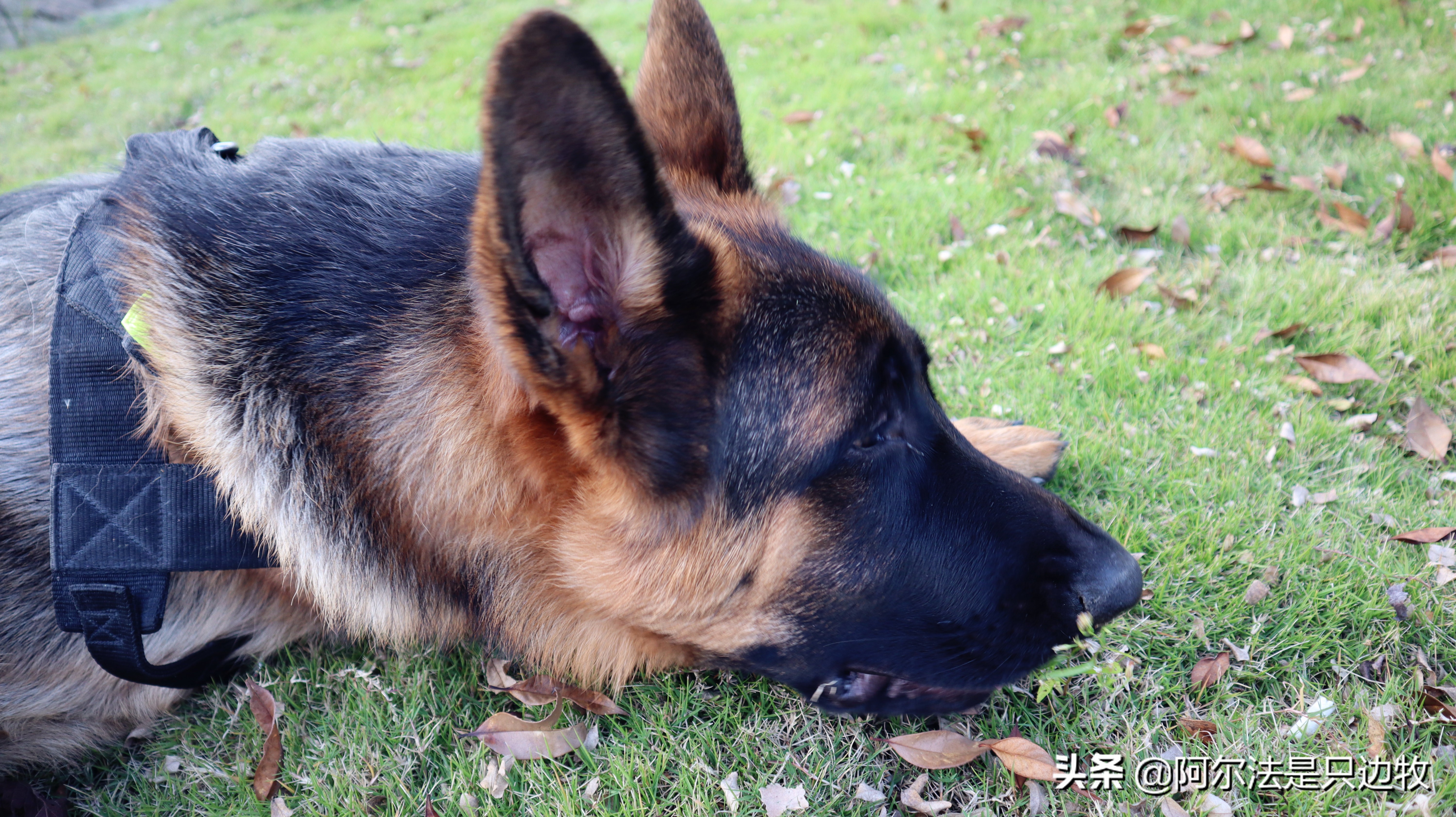 边牧如何减肥才更健康科学,德牧吃什么增高增肥快一点
