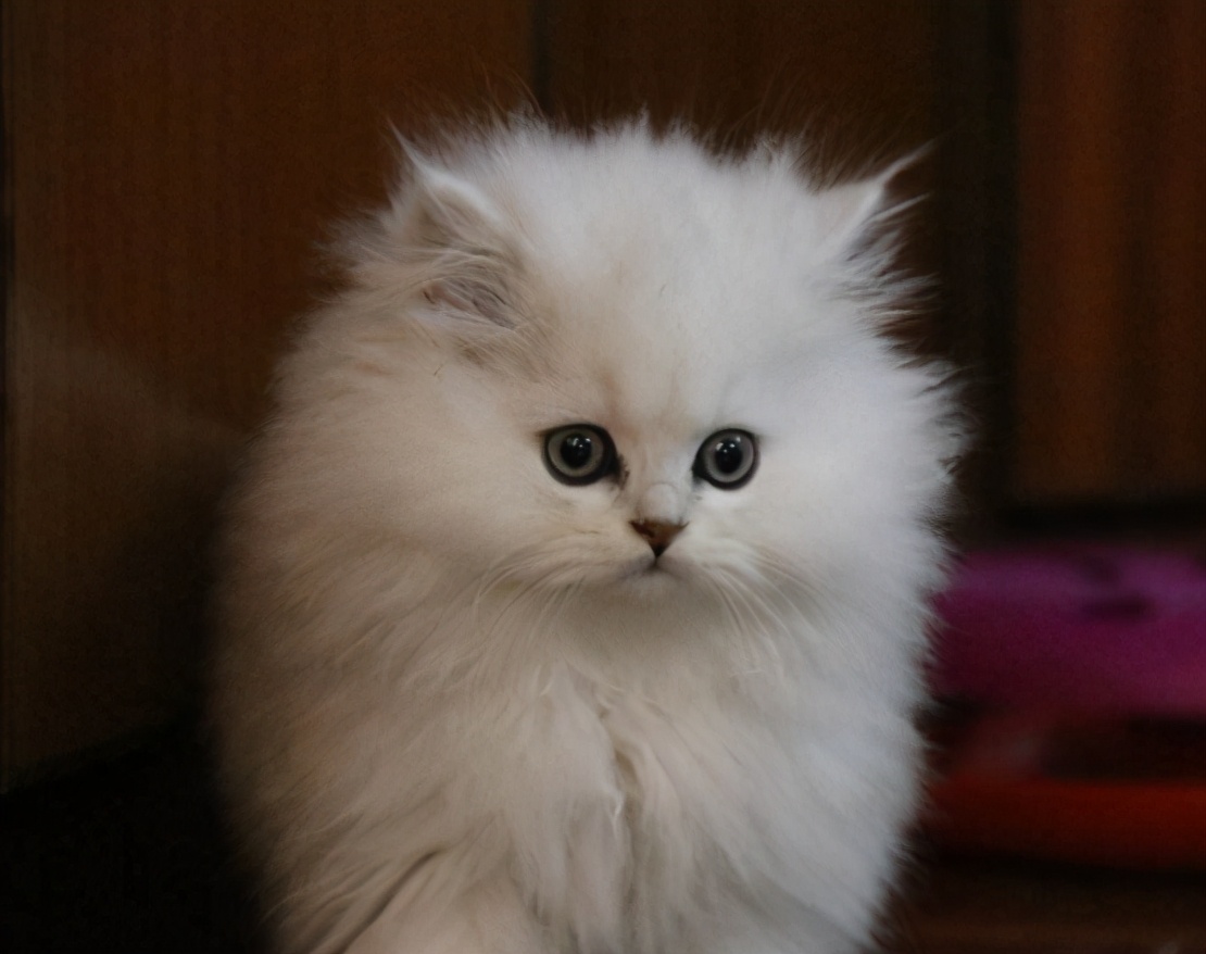 猫咪去耳螨药物推荐,猫咪患耳螨什么症状