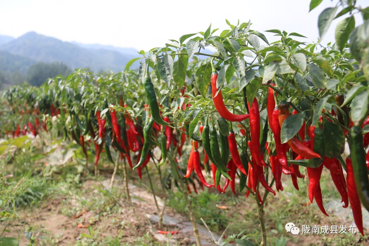 乡镇推动传统产业提档升级,推动优势产业发展壮大提质升级