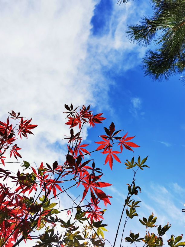 鍖椾含绉樺,鍖椾含绉樺涔嬫梾