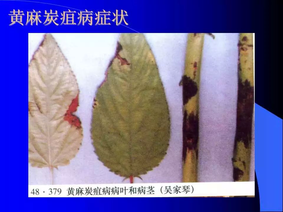 如何识别植物炭疽病和叶斑病,植物炭疽病的介绍