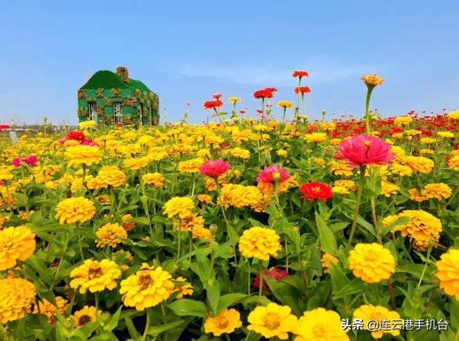 连云港赏秋最佳地点,连云港附近秋天值得去看的地方