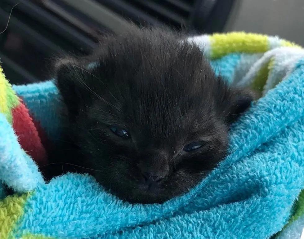 流浪猫遇到被遗弃的玩具熊,宠物猫被遗弃有野外生存能力吗