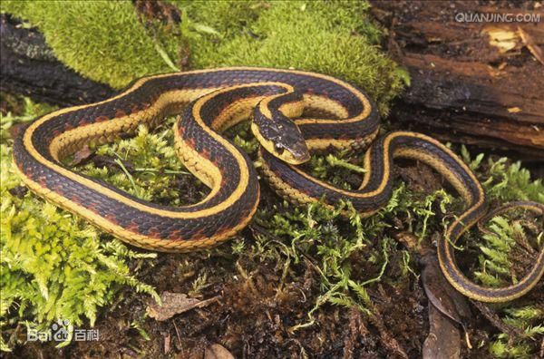 冷血精神病有感情吗,冷血精神病治疗