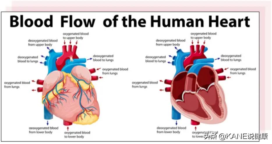 血液净化能控制血栓吗,血液净化真的能排油吗