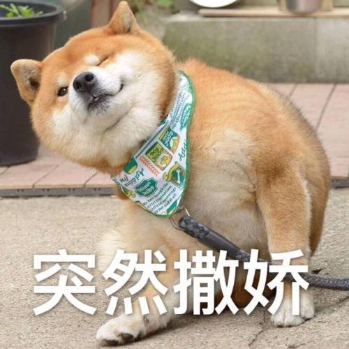 养狗新手与老手的区别,养狗为什么要养纯种犬