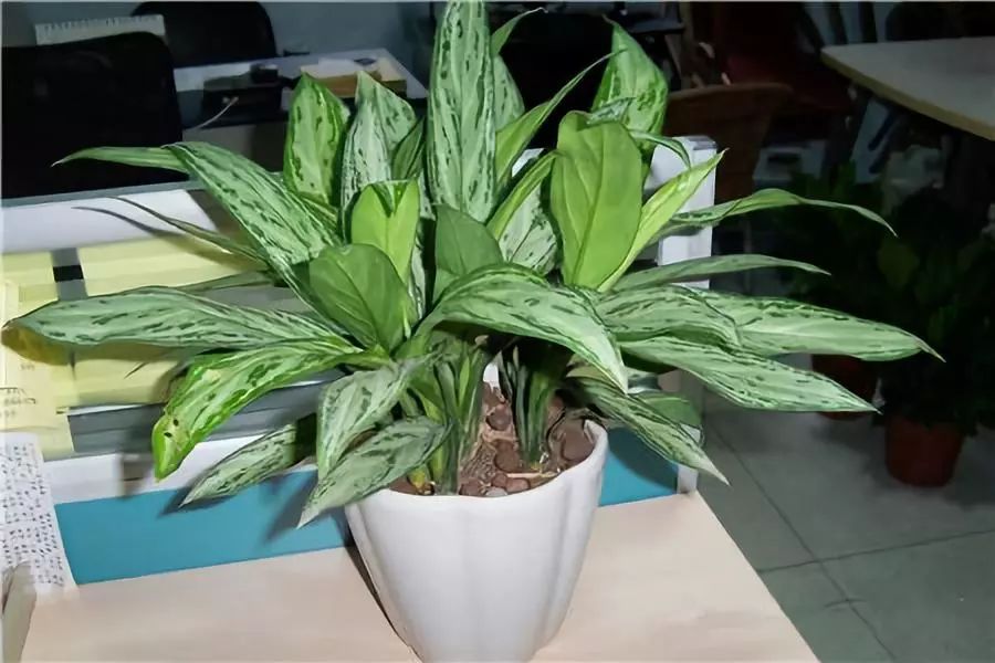 吸油烟和甲醛的植物,住新房有什么植物能去甲醛