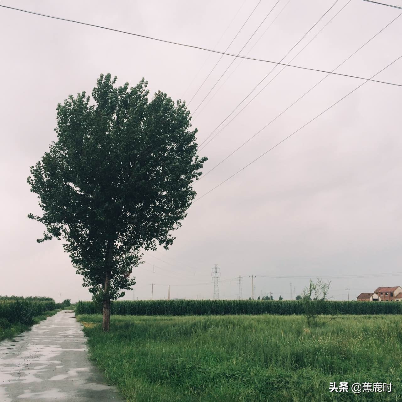 【原创小说连载《路回》】八回李氏操劳险成疾柳乡花苗惨遭毁