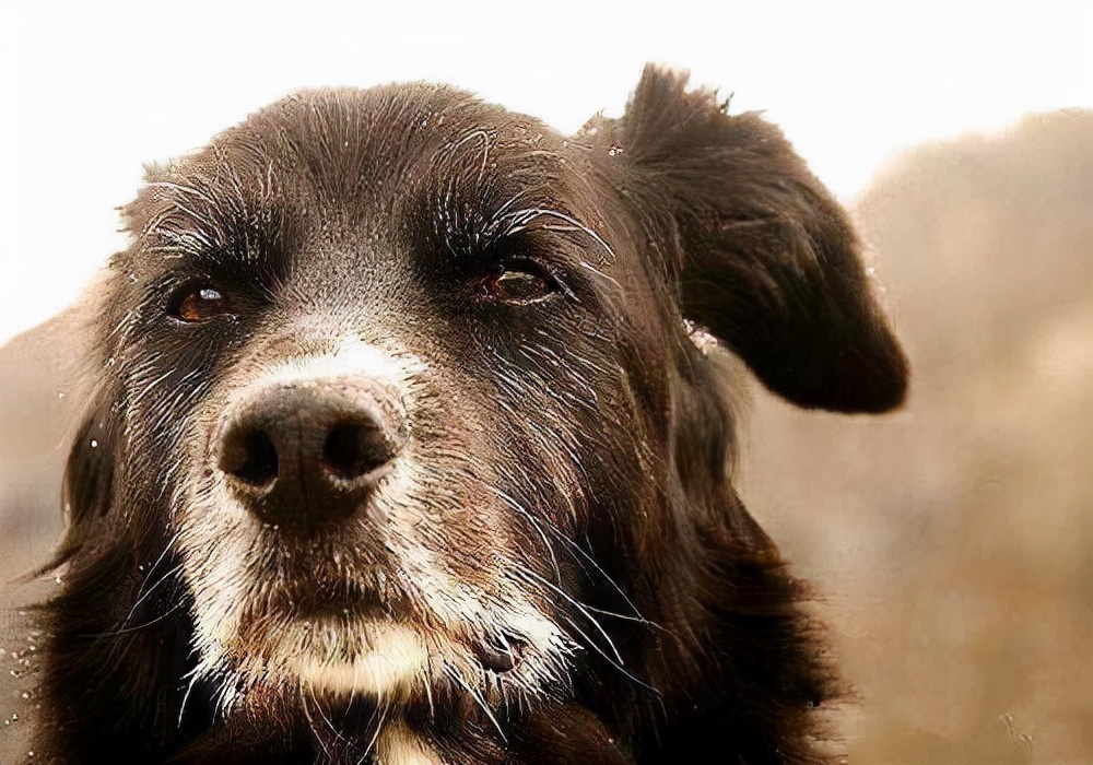 狗狗一见面,为什么会先“闻屁股”?科学研究这是彼此交流的方式