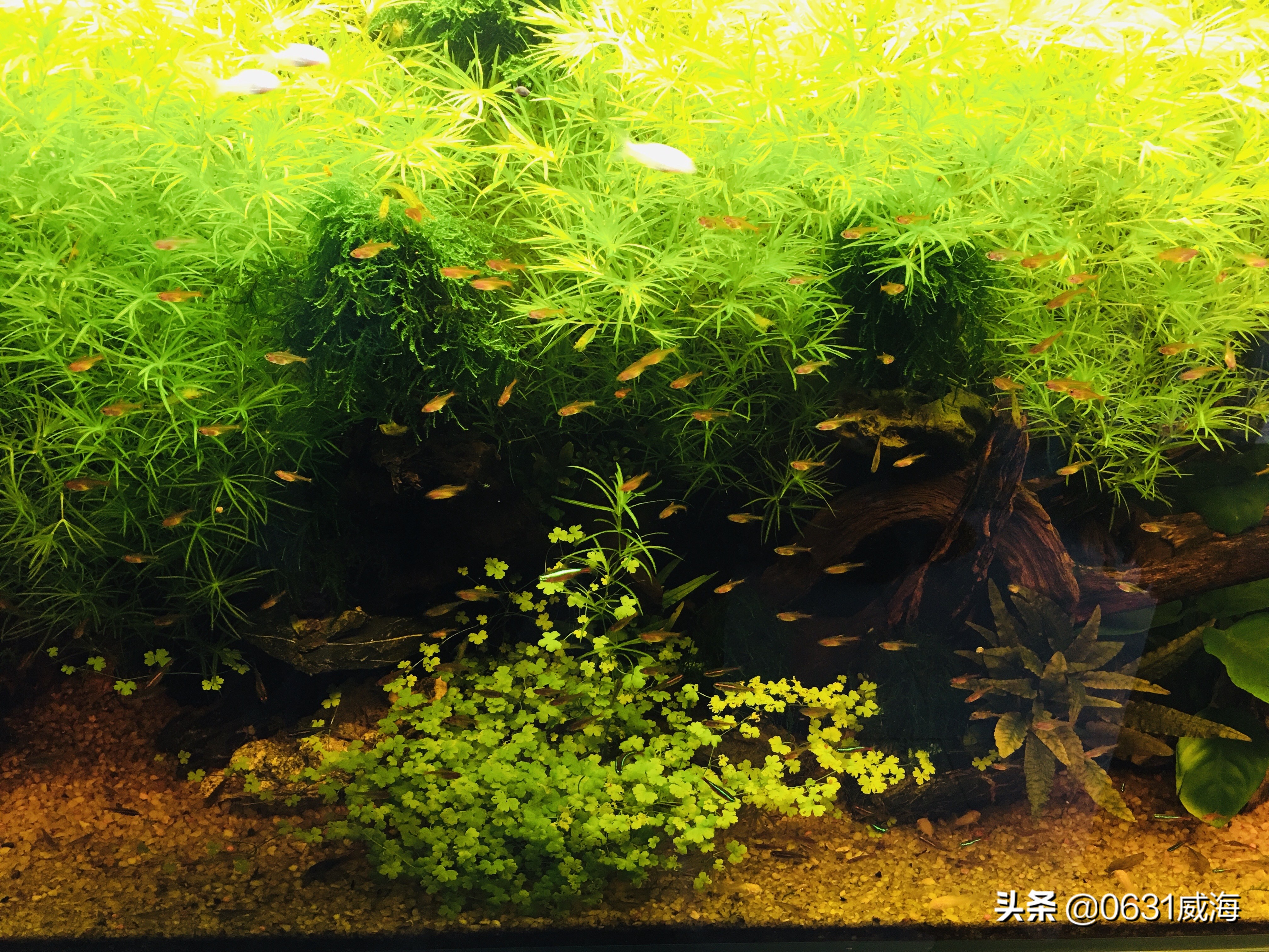 底砂养鱼好吗,底砂种植水草好处