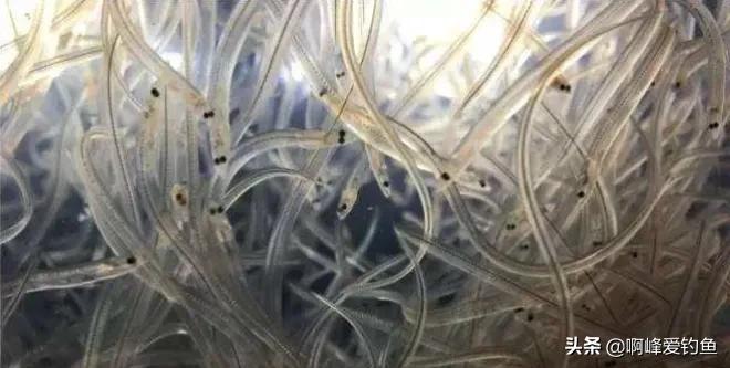 价值6.5万的河鳗，他却选择放生！同为鳗鱼，河鳗为何如此昂贵