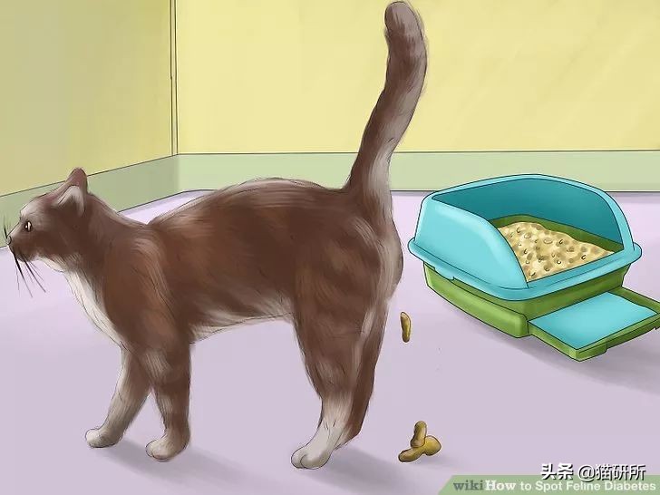 如何整治猫咪乱拉屎,怎么解决猫咪乱拉大小便