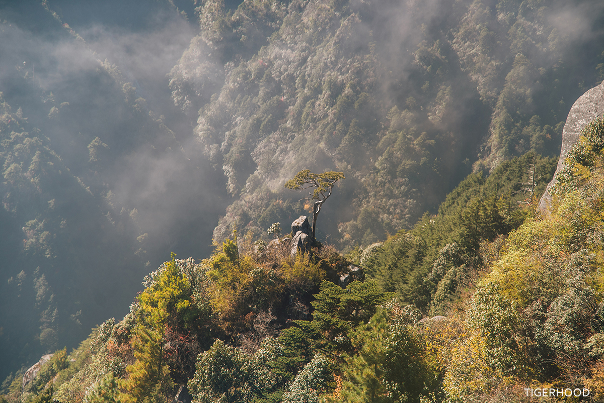 太格有物怎么样,太格有物